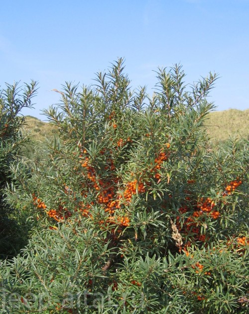 Облепиха крушиновидная фото