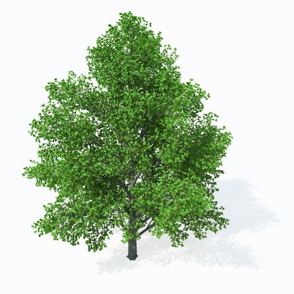 Ольха серая