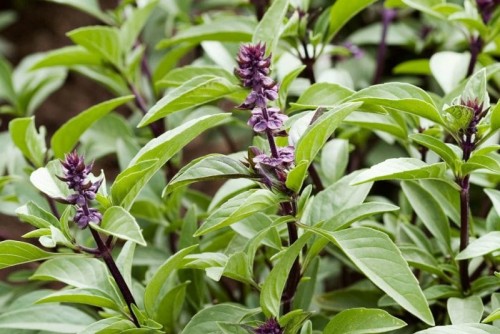 Базилик обыкновенный фото