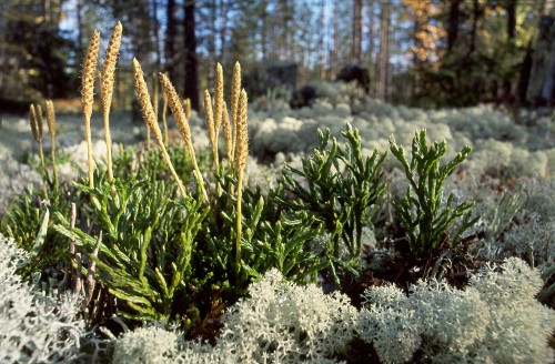 Плаун сплюснутый  фото