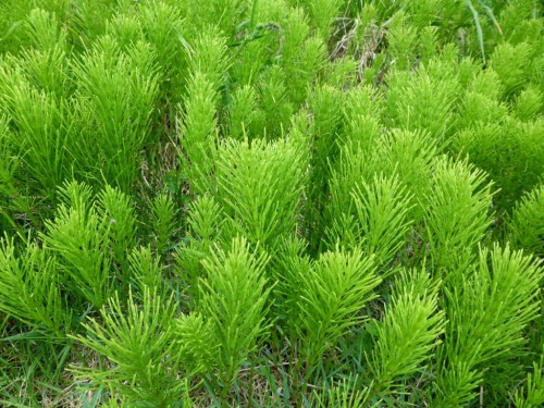 Хвощ полевой фото