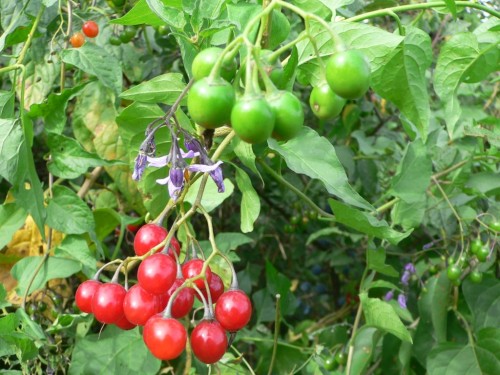 Паслён сладко-горький фото