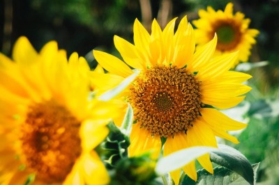 СЪЕДОБНЫЕ ДИКОРОСЫ