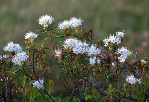 Багульник болотный фото