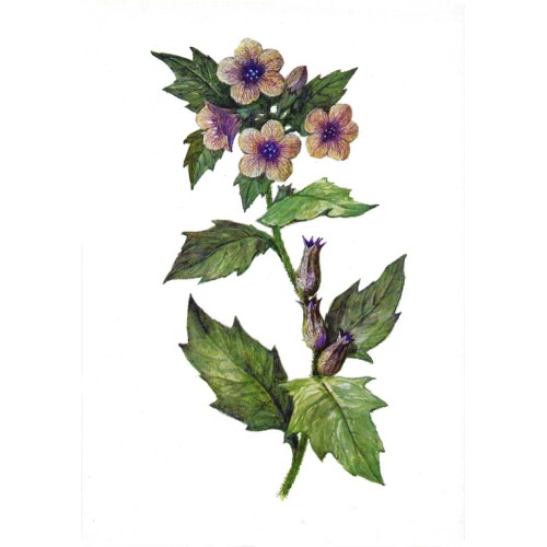 Белена черная фото