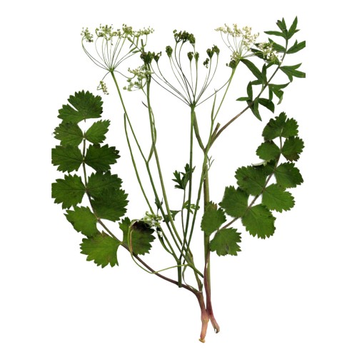 Бедренец камнеломка фото