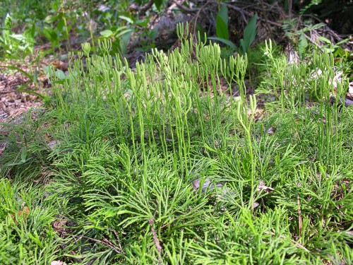 Плаун сплюснутый  фото