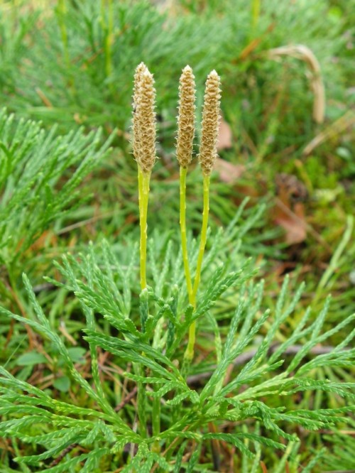 Плаун сплюснутый  фото