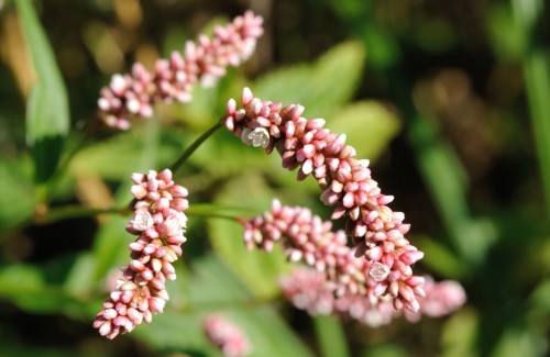 Горец почечуйный фото