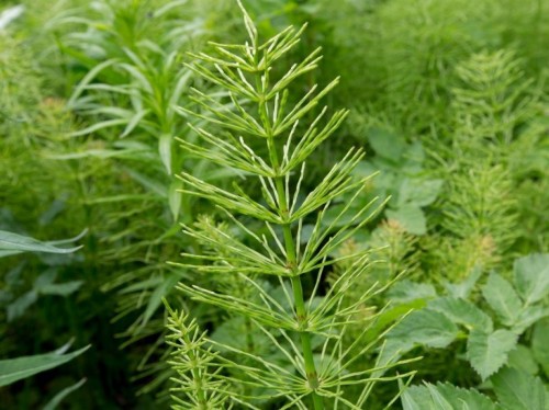 Хвощ полевой фото