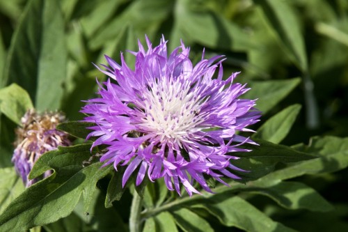 Василёк луговой фото