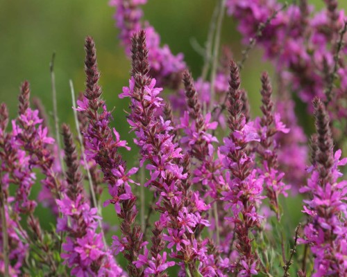 Дербенник иволистный фото