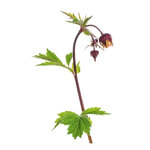 Гравилат речной фото