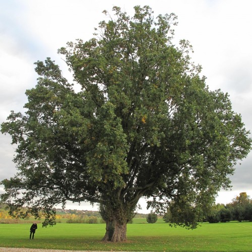 Дуб обыкновенный фото
