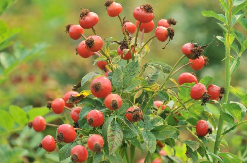 Шиповник собачий фото