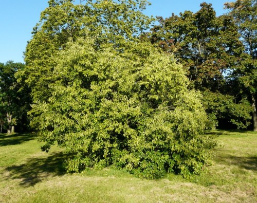 Крушина ольховидная фото