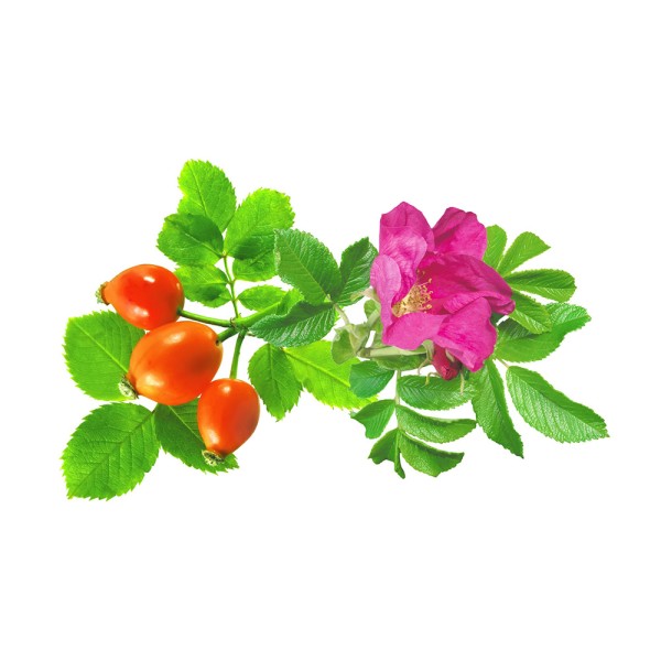 Шиповник майский