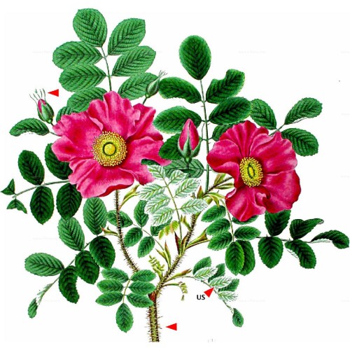 Шиповник морщинистый фото