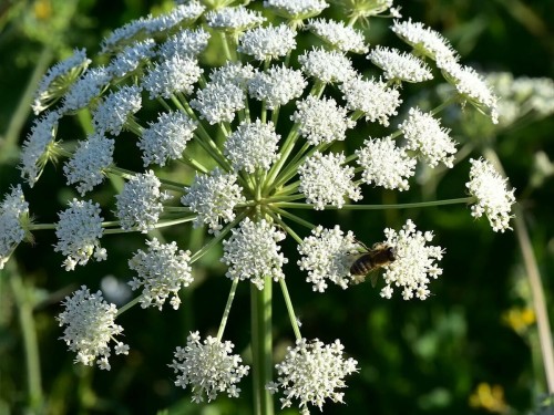 Дудник лесной фото