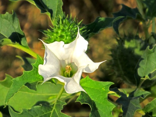 Дурман обыкновенный фото