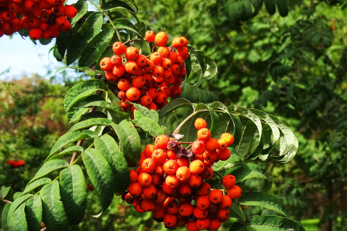 Рябина обыкновенная фото