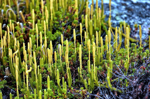Плаун булавовидный фото