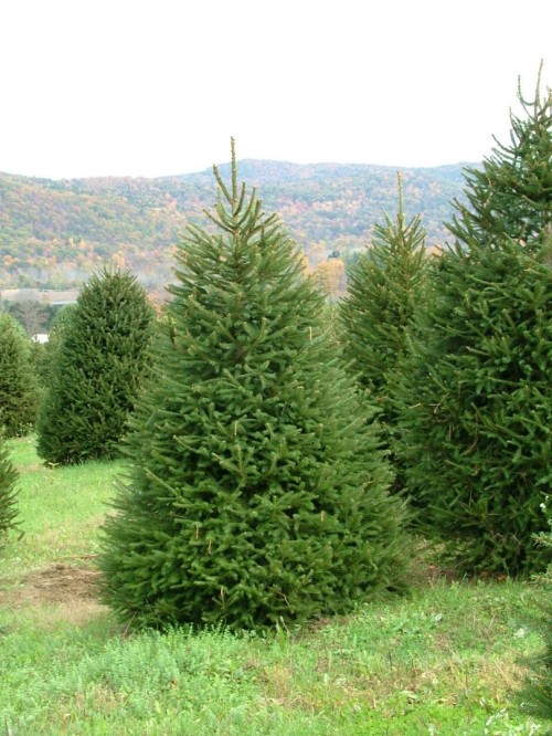 Ель обыкновенная фото