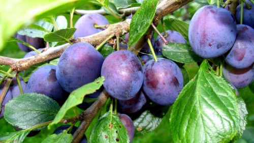 Слива домашняя фото