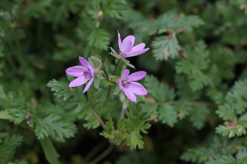 Аистник обыкновенный фото