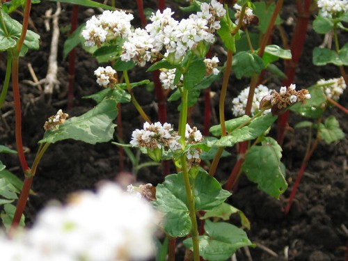 Гречиха посевная фото