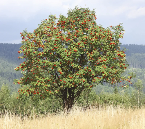 Рябина обыкновенная фото
