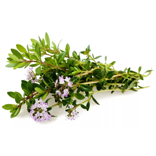 Тимьян ползучий фото