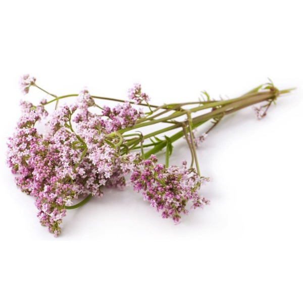 Валериана лекарственная