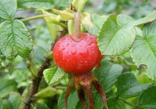 Шиповник собачий фото