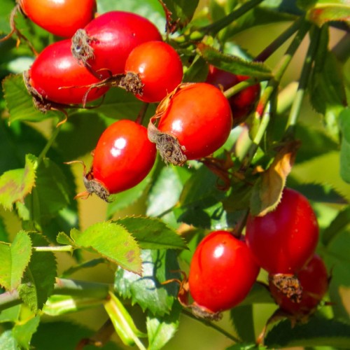 Шиповник майский фото