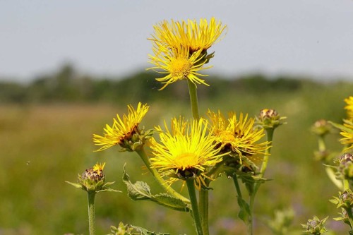 Девясил высокий фото