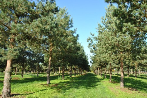 Сосна обыкновенная фото