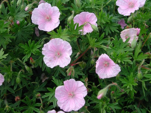 Герань кроваво-красная фото