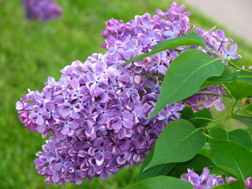 Сирень обыкновенная фото