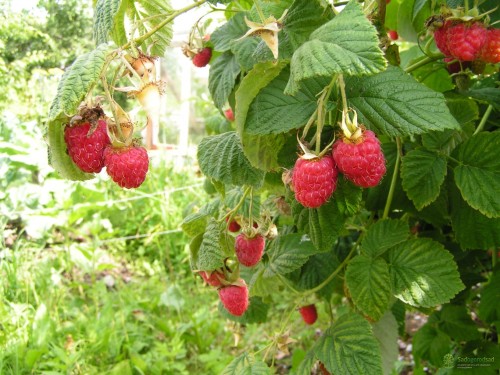 Малина обыкновенная фото