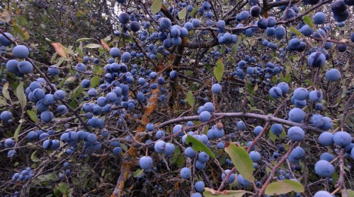 Слива колючая фото