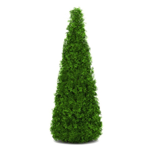 Туя западная