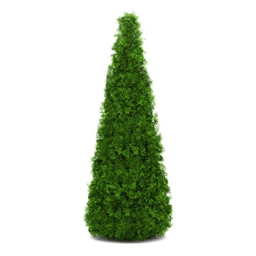 Туя западная фото