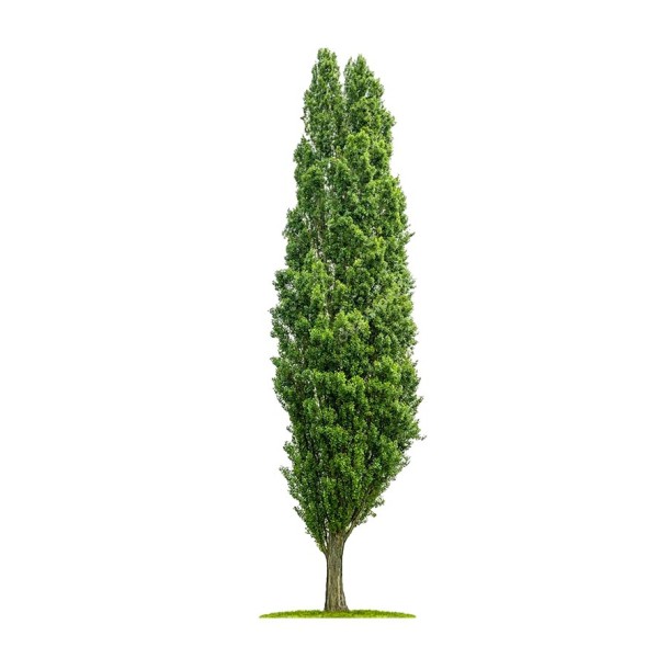 Тополь черный