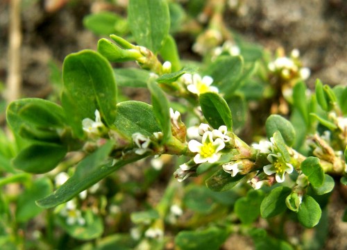 Горец птичий фото