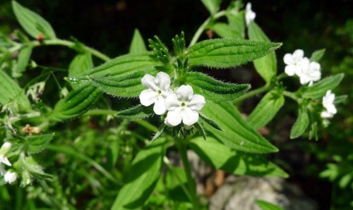 Воробейник лекарственный фото