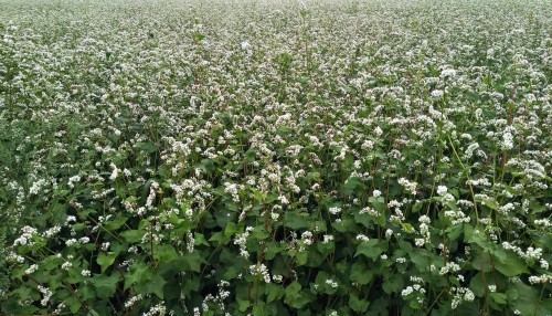 Гречиха посевная фото