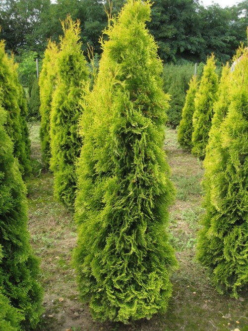 Туя западная фото