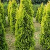 Туя западная фото