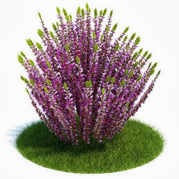 Вереск обыкновенный